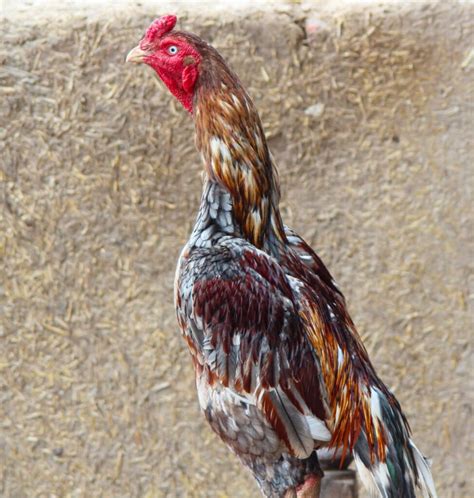 Shamo Chickens: Japanese Fighting Game Fowl .